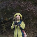 🍁건지유아숲체험원-‘단풍나무숲’ 이미지