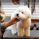 GROOMING 107 이미지