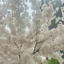 통복천 | 평택 벚꽃 명소 통복천 2026 실시간 개화현황