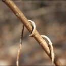 당뇨병의 민간요법 백 하수오 이미지