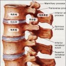 척추관리(보행,수면 및 바른자세 및 운동등) 이미지