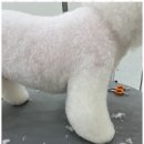 우아댕댕 이미지