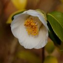 동백농장 이미지