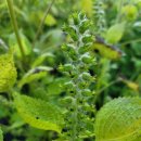 홍성농장 이미지