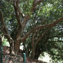 함평 기각리붉가시나무자생북한지 이미지