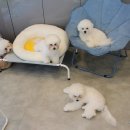 아이도그펫살롱 이미지