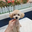 제니펫하우스 이미지