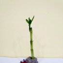 반려식물 원예아트 이미지