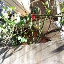 소나무 PC 이미지