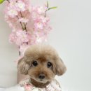 보니또그 이미지