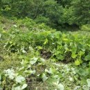 삼포농장 이미지