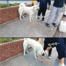 솥돼지 이미지
