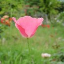 풍향유치원 이미지