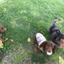 도그미뇽 이미지