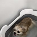 디디애견미용 이미지