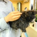 디디그루밍 | (애견) 상봉 강아지미용 :: 중랑구 강아지 미용 :: 강아지 배냇미용 :: 디디그루밍