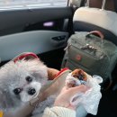 안덕면 서광초등학교 앞 | 🍊봄에 떠나는 꼬미랑 제주도 여행 1일차