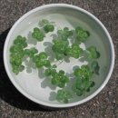 럭키피시 이미지