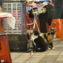 이모네포장마차 | 구월동 로데오거리 노상 포장마차 이모네포장마차 내돈내산 방문 후기