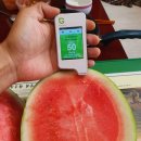 권관농장 | 자연수박 ( 꼬마수박) 판매 예약 받아요. 마감