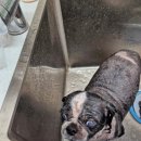 멍멍이컷 이미지