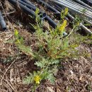 맹씨네 농장 이미지