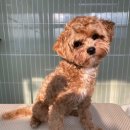 상남견 | [천안 용곡] 보송보송 가위컷 후기! 내돈내산 말티푸 알머리! 말티푸 대역변!