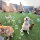 아이조아펫파크 대구점 이미지