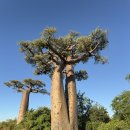 바오밥 | 마다가스카르 여행 모론다바 바오밥 투어 선라이즈, 선셋 투어 후기