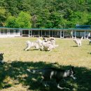 성주허스키켄넬 이미지