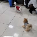 AVC 동물메디컬센터 | 콩이일상_강아지 항체가검사 후기 건강 이상무