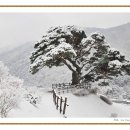 불로장생 이미지