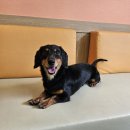 경기켄넬 이미지