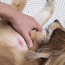 (주)이상윤동물병원 | 강아지 피부 발진 알레르기 피부병 식이알러지 동물병원 치료 기록 병원비