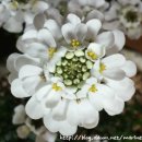 이베리스 이미지