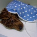 강산동물병원 이미지