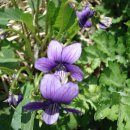 추성마을 이미지