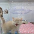 고양이분양 꽃개와 꽃냥 인천 청라점 이미지
