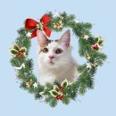 댕댕이냥 | [반려동물 증명사진] 고양이 증명사진 후기 / 댕댕이냥 증명사진