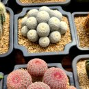 다미농원 이미지