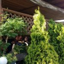 봄내멸치쌈밥 이미지