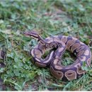 아프리카 펫센터 이미지