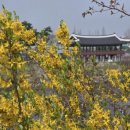 아라뱃길시천자전거대여소 | 여기가 한국의 센강? 경인아라뱃길 벚꽃 로드, 실패 없는 당일치기 황금동선(2026 최신)