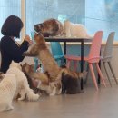 냥떼목장 이미지