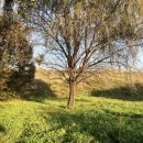 조이코 | 대구 필름 감성 빈티지 스냅 아마레필름 야외 웨딩촬영 후기 1편 (feat. 셀프 웨딩드레스 추천)