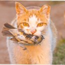 동물병원 감동 이미지