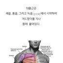 대흉근과 소흉근 이미지