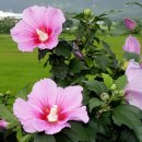 온花
