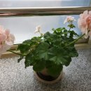 토마토소프트(주) 이미지