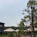 포커스 | 평택 브런치카페 호커스포커스로스터즈 내돈내산 후기